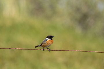 Male Stonechat (Saxicola rubicola) on Bull Island, Dublin, a bird of coastal areas.