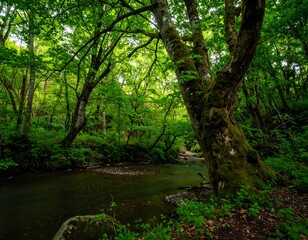 Obraz premium Lush forest stream scene