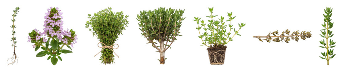 Thyme set including fresh stems, flowering sprig, bundled, rooted plant, and dried branch isolated. Culinary and garden herb collection.