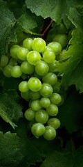 Dew-Kissed Grapes: Plump and Juicy Cluster on Lush Green Vines