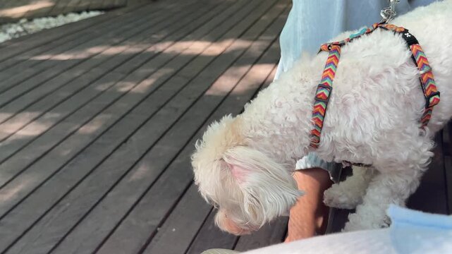an old, slightly mangy little white dog sits on a bench wagging its tail. High quality 4k footage