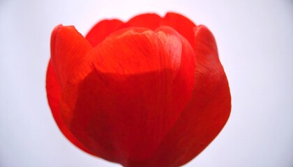 Close up of a vibrant red tulip bloom against a soft white background.