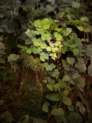 clover