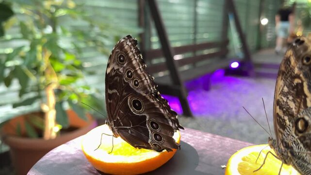Blue Morpho butterfly sits on half an orange fruit in a lush tropical garden. Another of its kind fly around. Slow motion video captures exotic butterflies. High quality 4k footage
