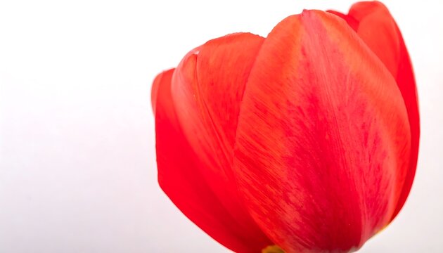 Close up of a vibrant red tulip bud against a clean white background.