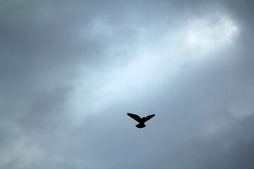 Silhouette of a Rock Pigeon (Columba livia)