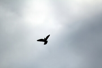 Silhouette of a Rock Pigeon (Columba livia)