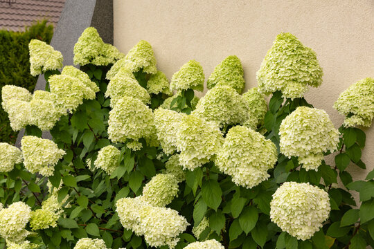 Zielone kwiaty hortensji bukietowej &bdquo;Limelight&rdquo; (Hydrangea paniculata) w ogrodzie letnim, tapeta z motywem kwiatowym, tło dla projektu