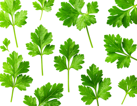  Minimalist Flat Lay of Multiple Chervil Leaves Arranged in Pattern, Isolated (2)
