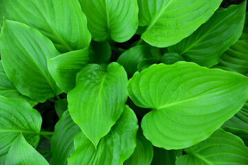 green leaves background, abstract green leaf texture, nature 