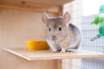 chinchilla eats its food from a bowl on a background