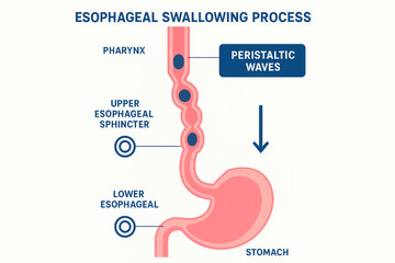 Esophageal Swallowing Process Illustration showing peristaltic waves and anatomical features, Illustration
