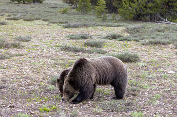 Fototapeta premium Grizzly Bear Sow and Cub in Springtime in Grand Teton National Park Wyoming