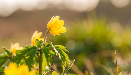 Close up of a delicate yellow wildflower blooming in a sunlit meadow.
