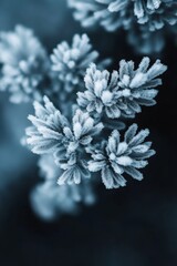 Frosty evergreen buds macro on dark background