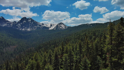 Rocky mountains in snow and green fir forest