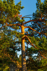 Tall pine tree illuminated by golden evening sunlight, its textured bark and spreading branches...