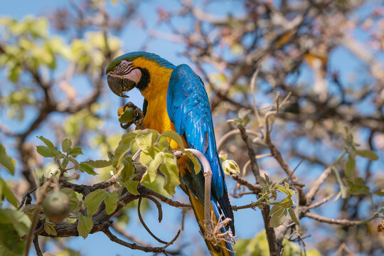 Blue and Yellow Macaw (Ara ararauna) eating pequi or souari nut (Caryocar brasiliense) in Brasilia, Brazil