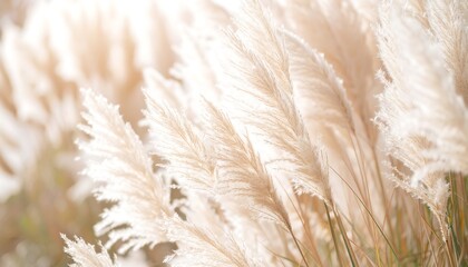 Delicate plumes of light beige grass in soft focus