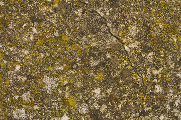 Abstract texture of yellow and gray lichen growing on an old cracked stone wall. Natural grunge background symbolizing time, aging, and patterns in nature.