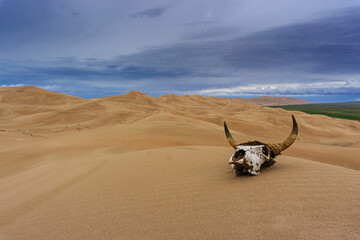 Bull skull in sand desert at sunset
