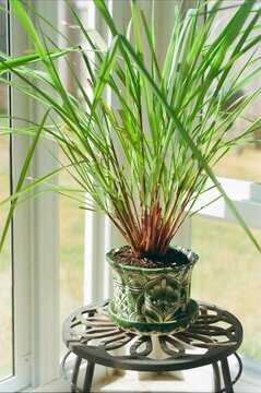 Cymbopogon citratus - Lemon Grass
