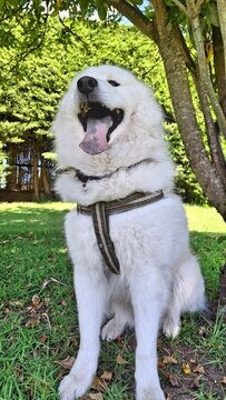 Perro samoyedo en el parque