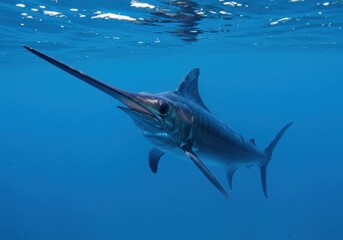 Obraz premium A beautiful swordfish glides gracefully through clear, blue ocean waters. The image captures the marine life.