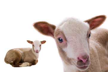 Fototapeta premium baby sheep isolated on white background