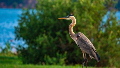 Elegant great blue heron standing gracefully near a serene lake shore