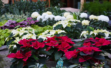 Blooming red and white poinsettia, also known as Brilliant Spurge or 