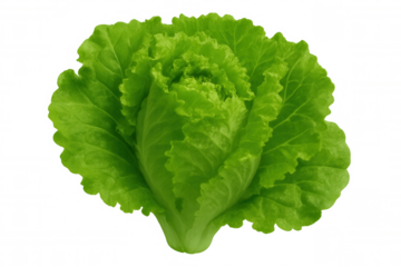 Close-up of a butterhead lettuce, highlighting its crisp, verdant leaves, isolated on a transparent background, perfect for food-related designs