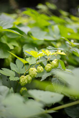 Wild Hops in sunny weather