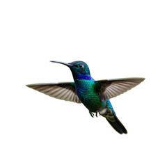 Obraz premium Stunning hummingbird in mid-flight captured with vibrant iridescent plumage against dark backdrop
