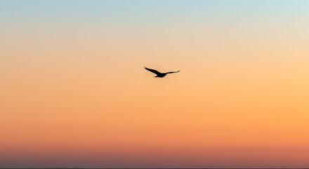 Fototapeta premium Bird Silhouette Flying at Sunset Sky
