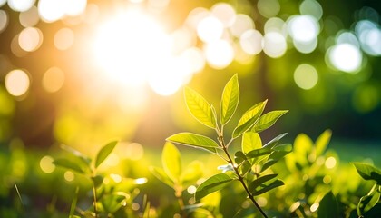 Lush green leaves bathed in sunlight (3)