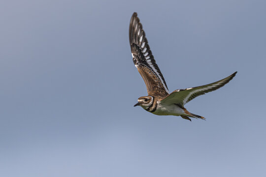 Closeup of a killdeer in flight.
