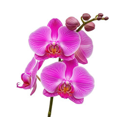 Obraz premium Vibrant pink phalaenopsis orchids bloom against a dark background
