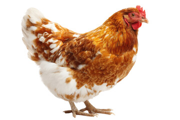 Fototapeta premium Brown Country Chicken Isolated on Transparent Background