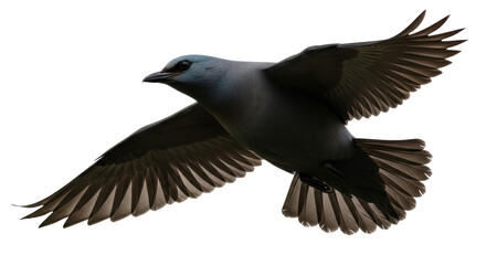 Isolated Gray Bird