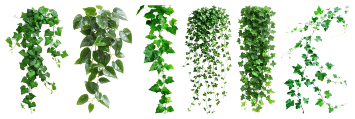 Lush cascading green foliage variety