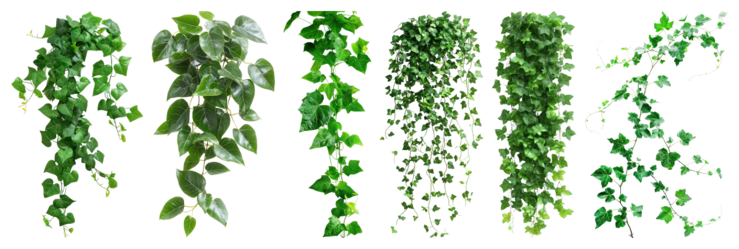 Lush cascading green foliage variety