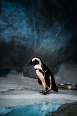 Black and white penguin in new jersey aquiarium