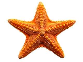 Vibrant orange starfish with textured arms against black isolated on a transparent background ocean marine