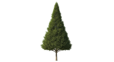 Isolated Evergreen Tree