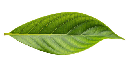 Obraz premium Isolated green leaf