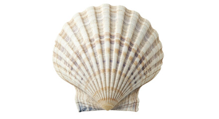 Isolated Seashell with Textured Surface