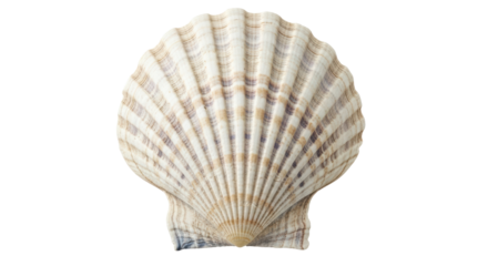 Isolated Seashell with Textured Surface
