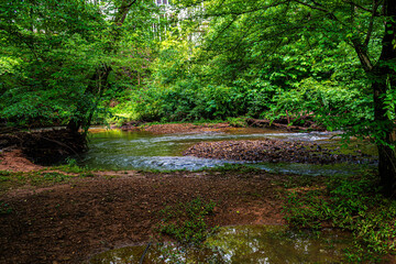 stream in the forest