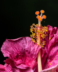 Close Up of Pink Hibiscus Flower Stamen with Pollen